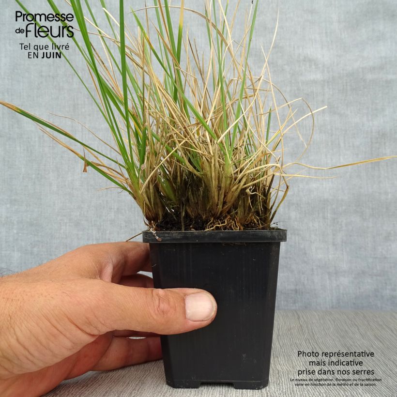 Amostra de Deschampsia caespitosa Palava Vaso de 8/9 cm tal como entregue no verão
