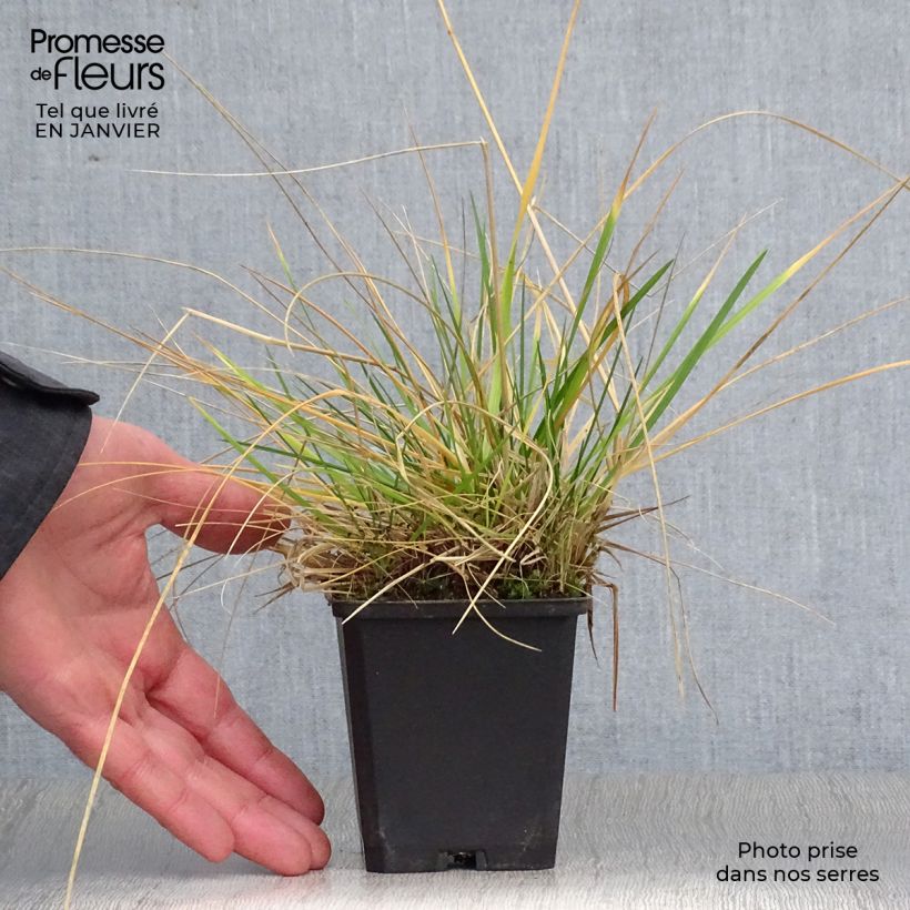 Amostra de Deschampsia cespitosa Palava - Canche cespiteuse Vaso de 8/9 cm tal como entregue no inverno