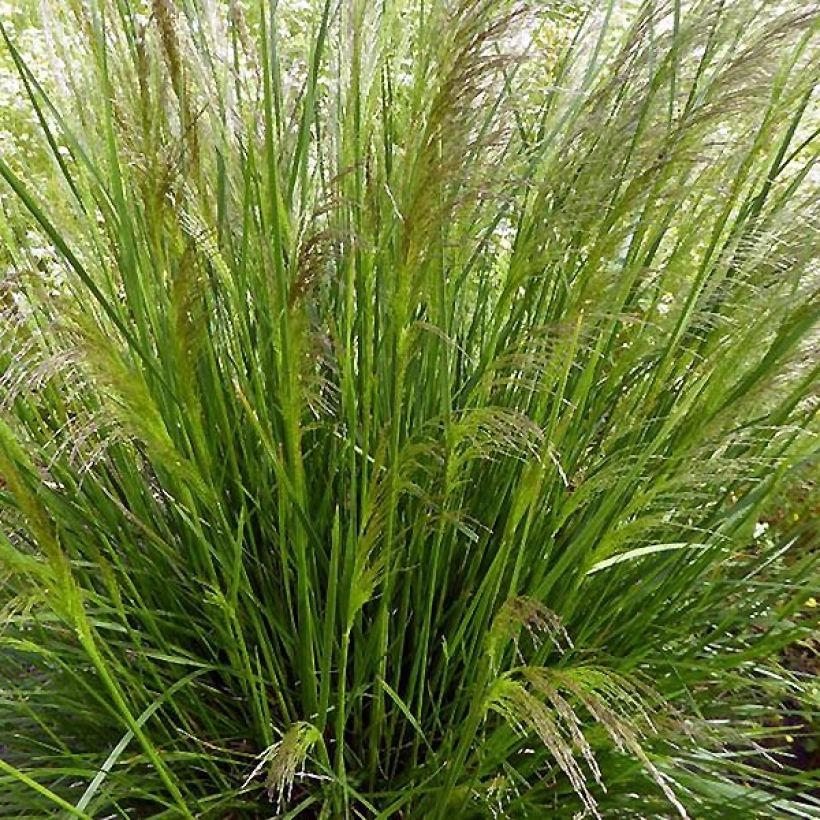 Deschampsia caespitosa Pixie Fountain (Hábito)