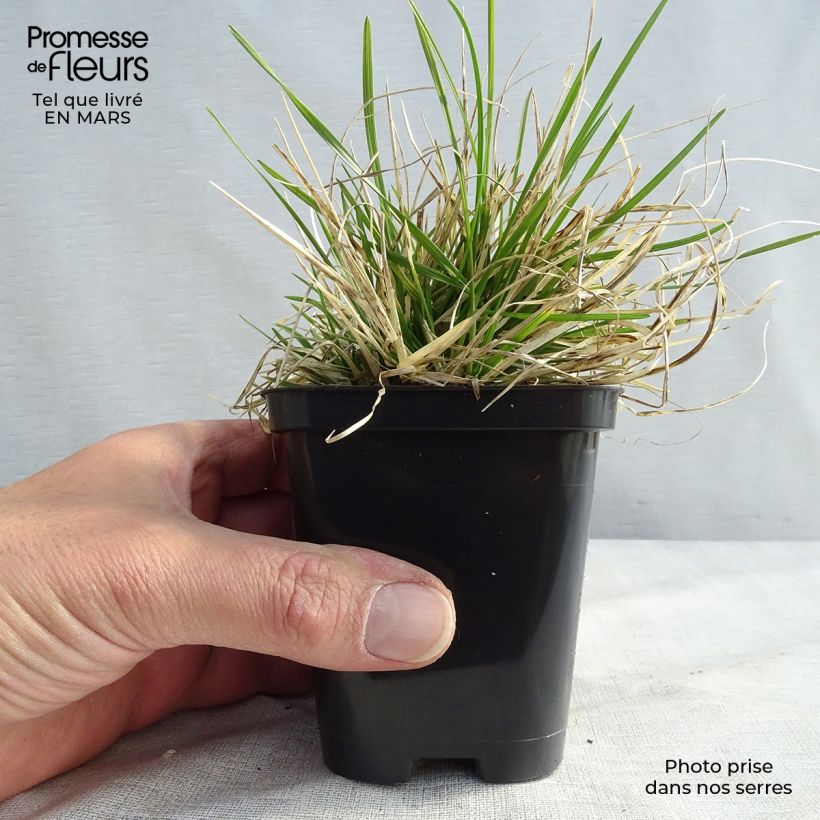 Amostra de Deschampsia caespitosa Pixie Fountain Vaso de 8/9 cm tal como entregue na primavera