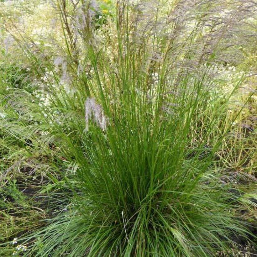 Deschampsia caespitosa Tardiflora (Floração)