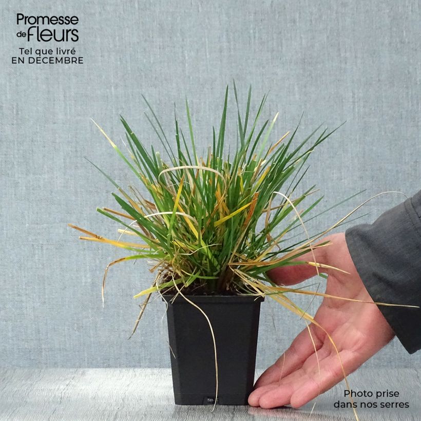 Amostra de Deschampsia caespitosa Tardiflora Vaso de 8/9 cm tal como entregue no inverno