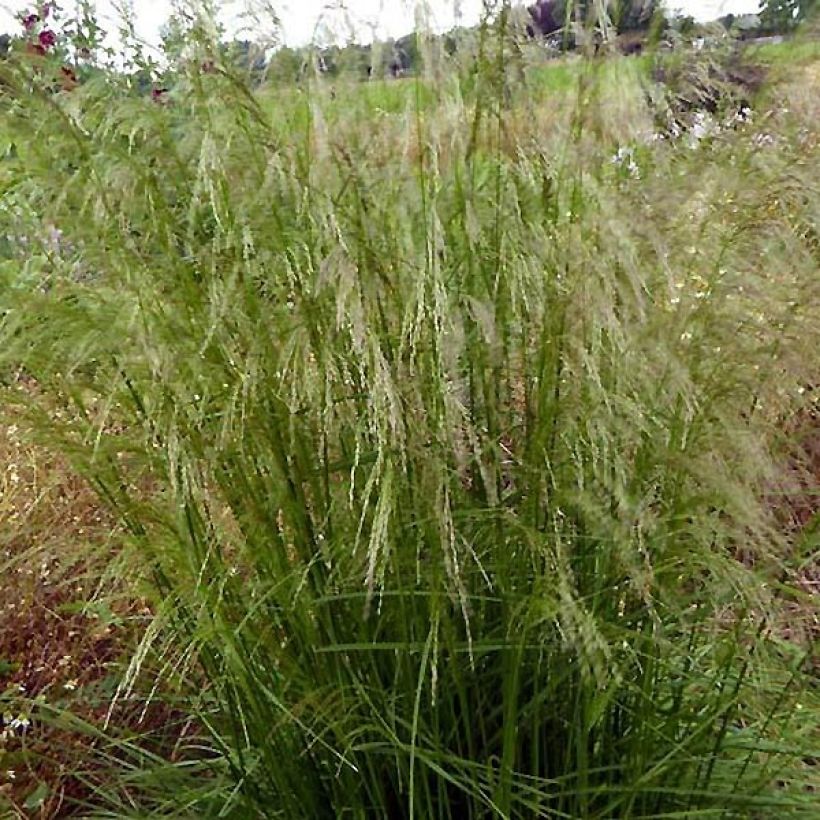 Deschampsia cespitosa Tauträger (Hábito)