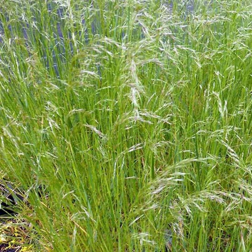 Deschampsia cespitosa Vivipara (Hábito)