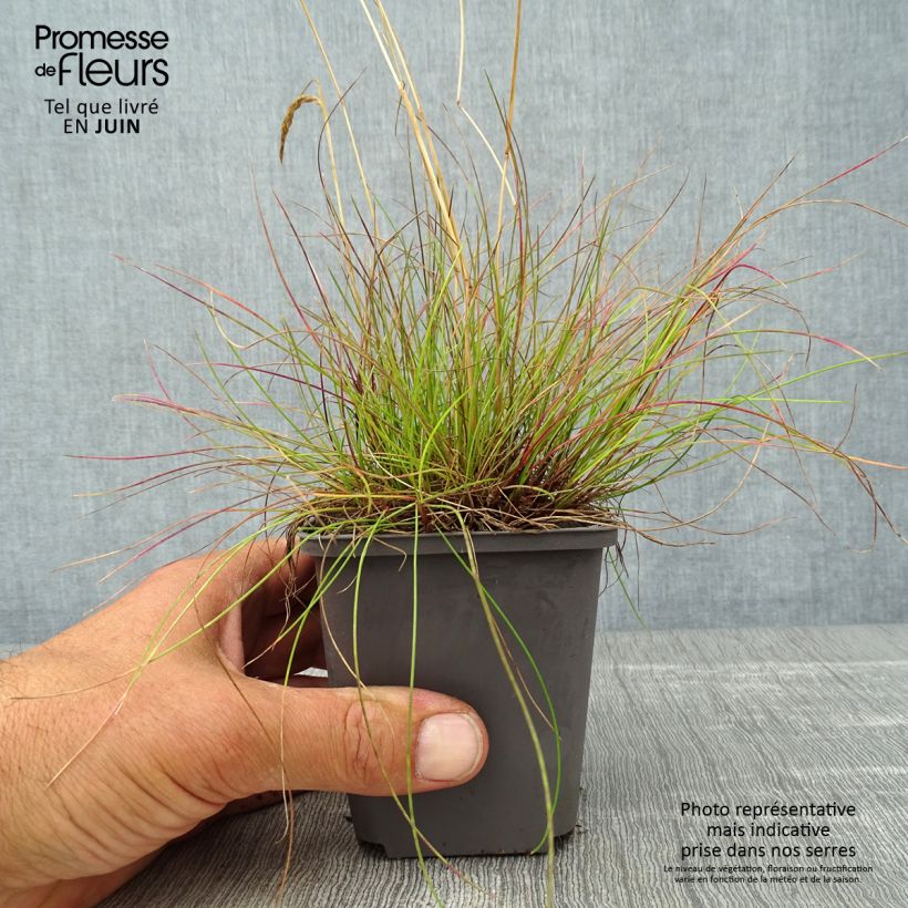 Amostra de Deschampsia flexuosa Vaso de 8/9 cm tal como entregue no verão