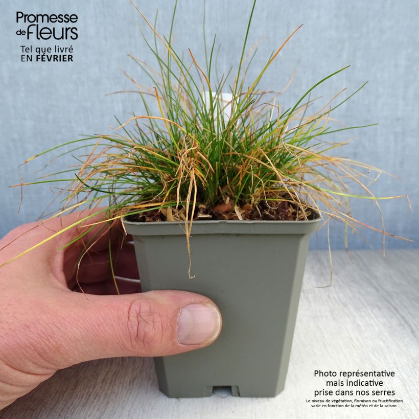 Amostra de Deschampsia flexuosa - Canche flexible, flexueuse Vaso de 8/9 cm tal como entregue no inverno
