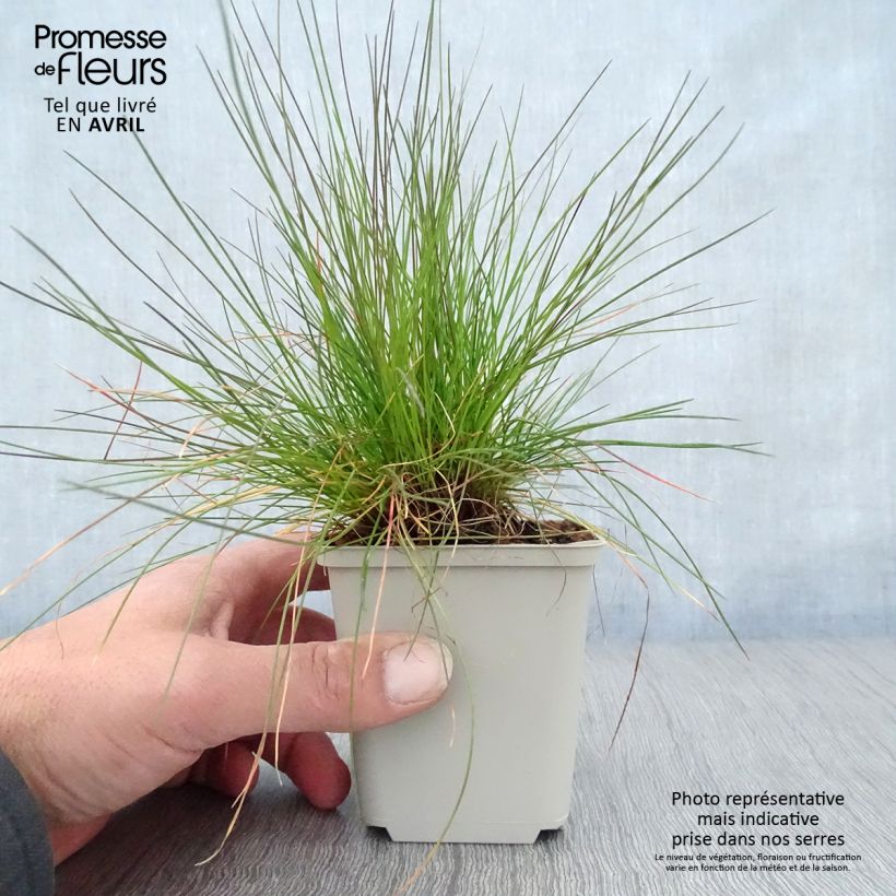Amostra de Deschampsia flexuosa Vaso de 8/9 cm tal como entregue na primavera