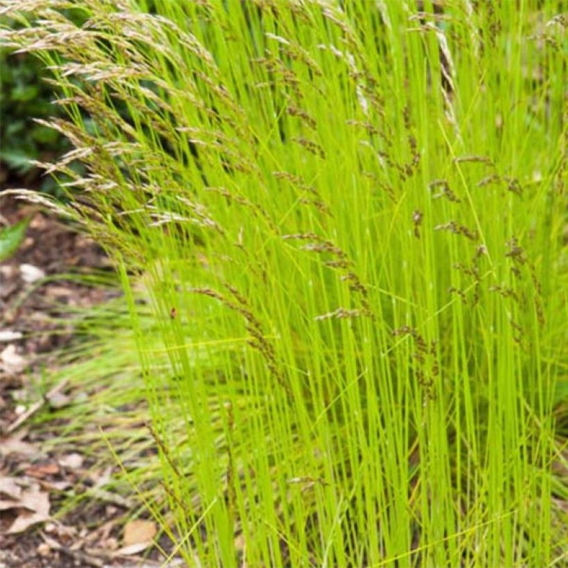 Deschampsia flexuosa Tatra Gold (Folhagem)