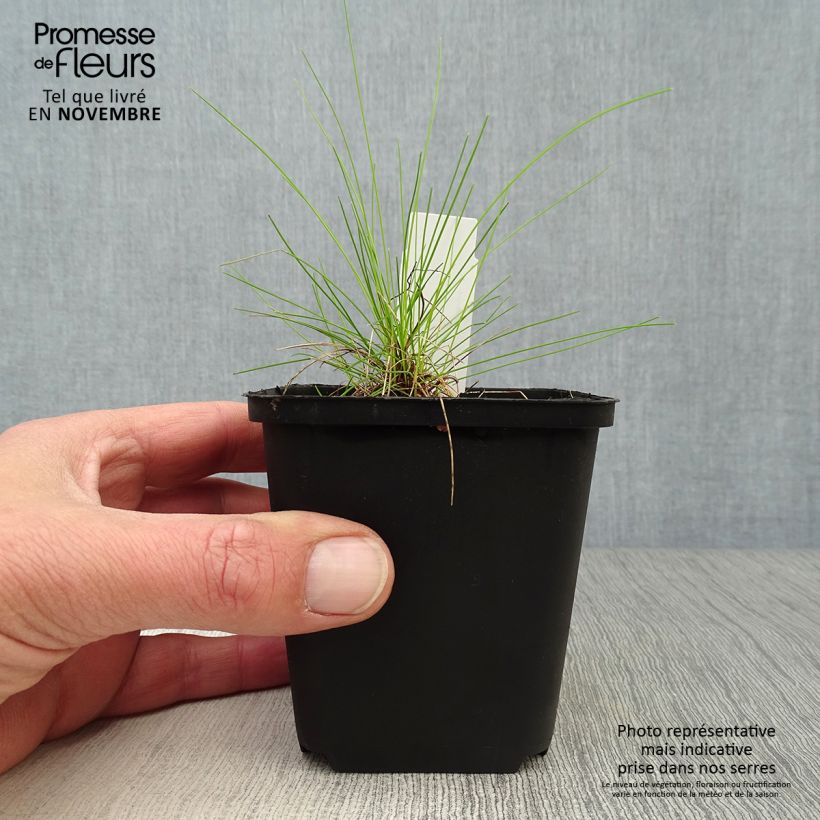 Amostra de Deschampsia flexuosa Tatra Gold Vaso de 8/9 cm tal como entregue no outono