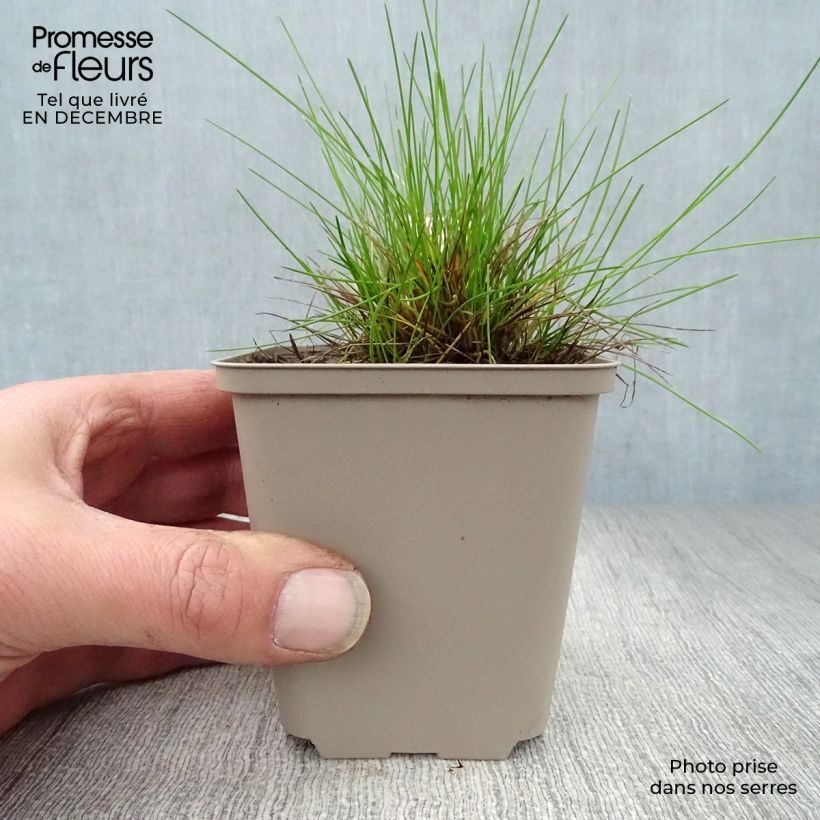 Amostra de Deschampsia flexuosa Tatra Gold Vaso de 8/9 cm tal como entregue no inverno