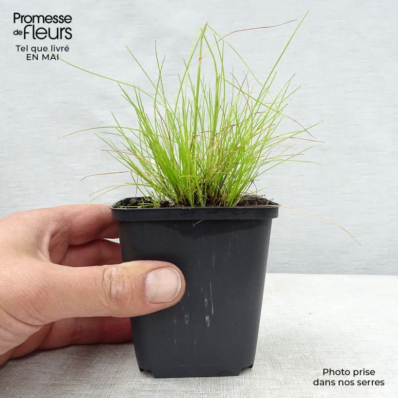 Amostra de Deschampsia flexuosa Tatra Gold Vaso de 8/9 cm tal como entregue na primavera