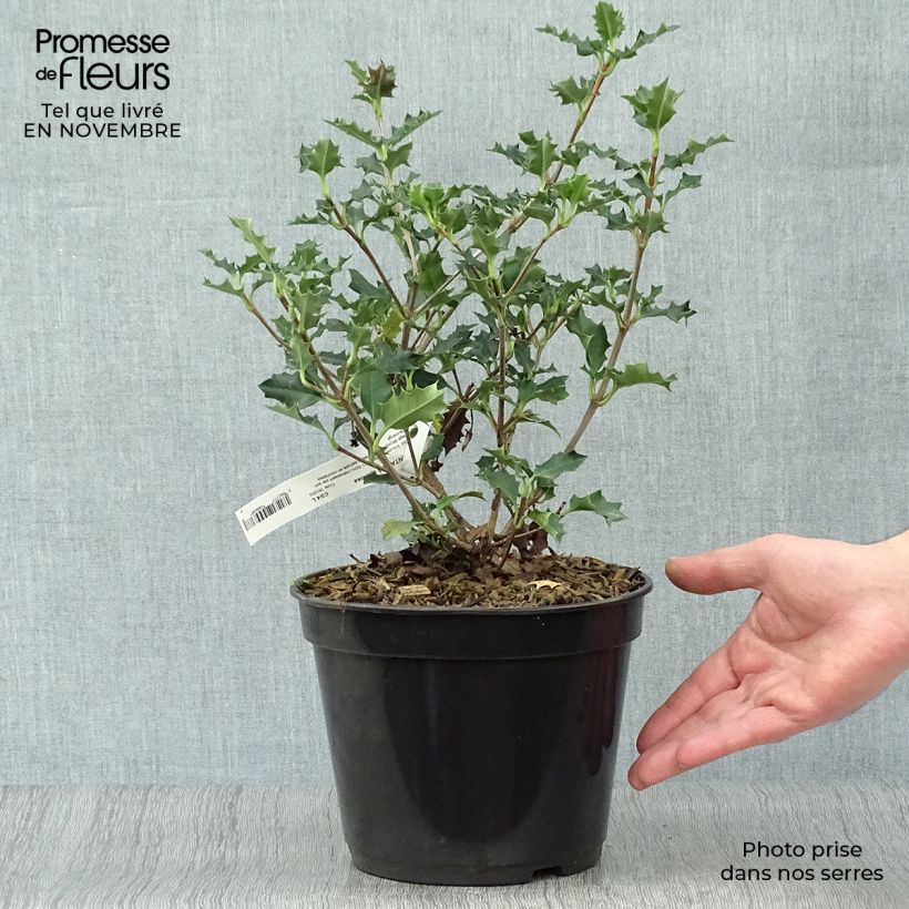 Amostra de Desfontainia spinosa Vaso de 3 L/4 L tal como entregue no outono