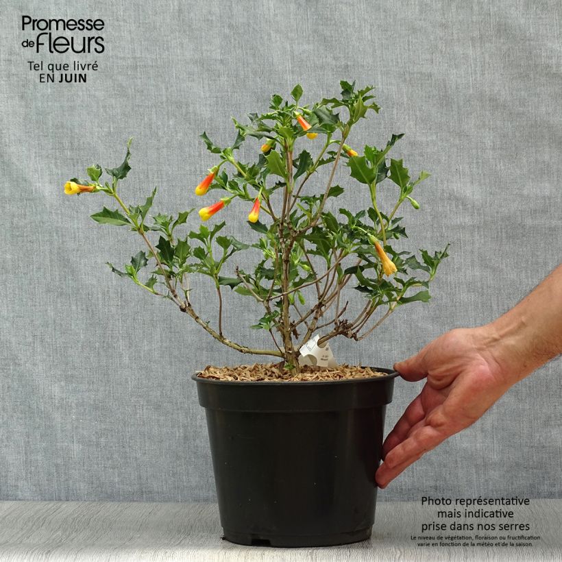 Amostra de Desfontainia spinosa Vaso de 3 L/4 L tal como entregue no verão