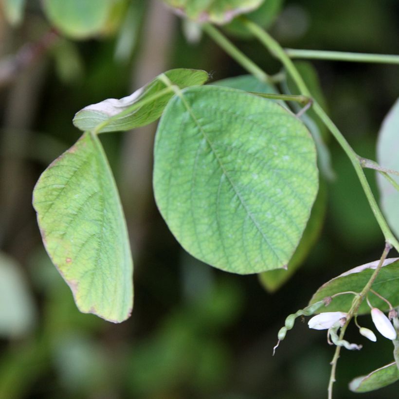 Desmodium elegans (Folhagem)
