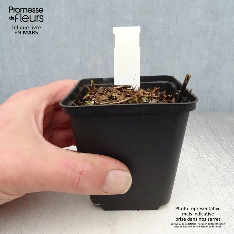 Amostra de Desmodium nudiflorum Vaso de 8/9 cm tal como entregue na primavera