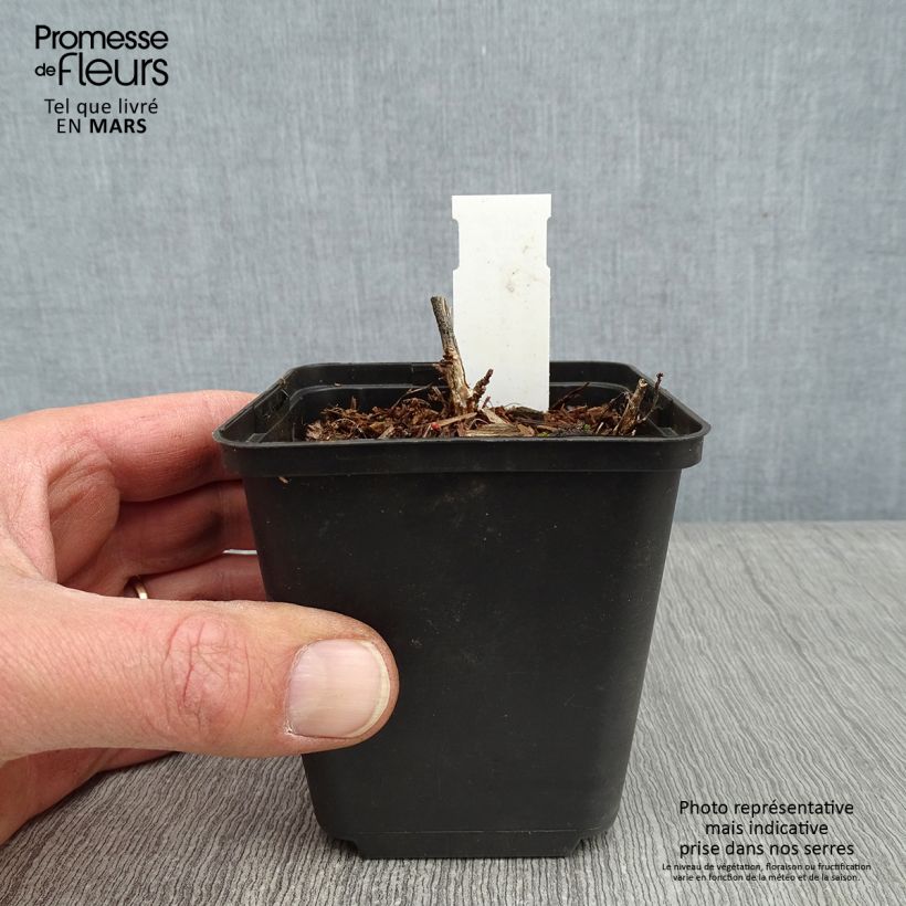 Amostra de Desmodium nudiflorum - Desmodie nudiflore Vaso de 8/9 cm tal como entregue no inverno