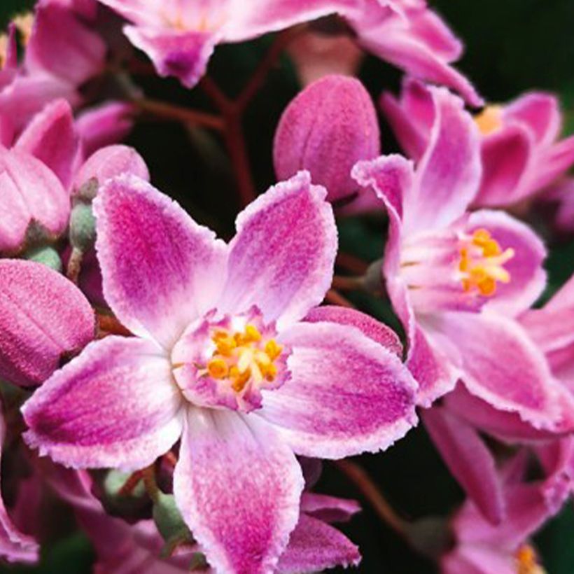 Deutzia gracilis Pink Cloud (Floração)