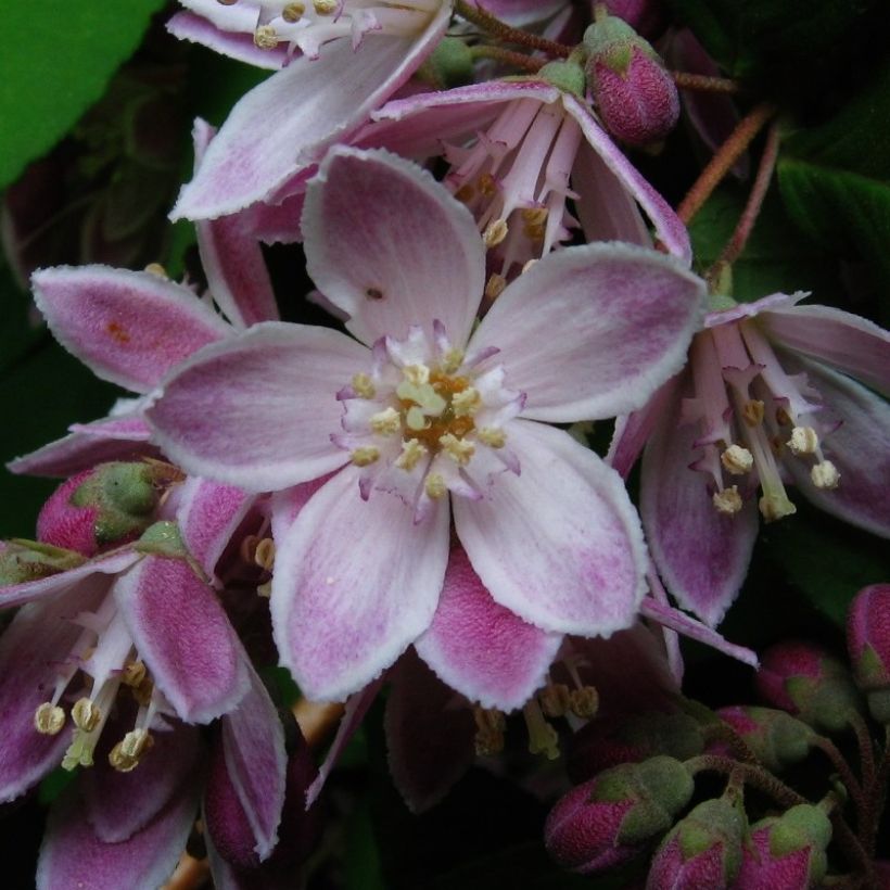 Deutzia discolor × longifolia Perle Rose (Floração)