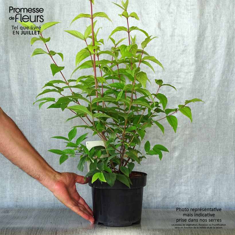 Amostra de Deutzia discolor × longifolia Perle Rose Vaso de 3 L/4 L tal como entregue no verão