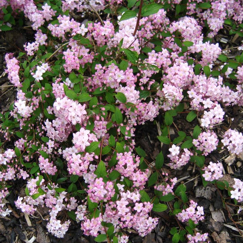 Deutzia elegantissima Rosealind (Floração)