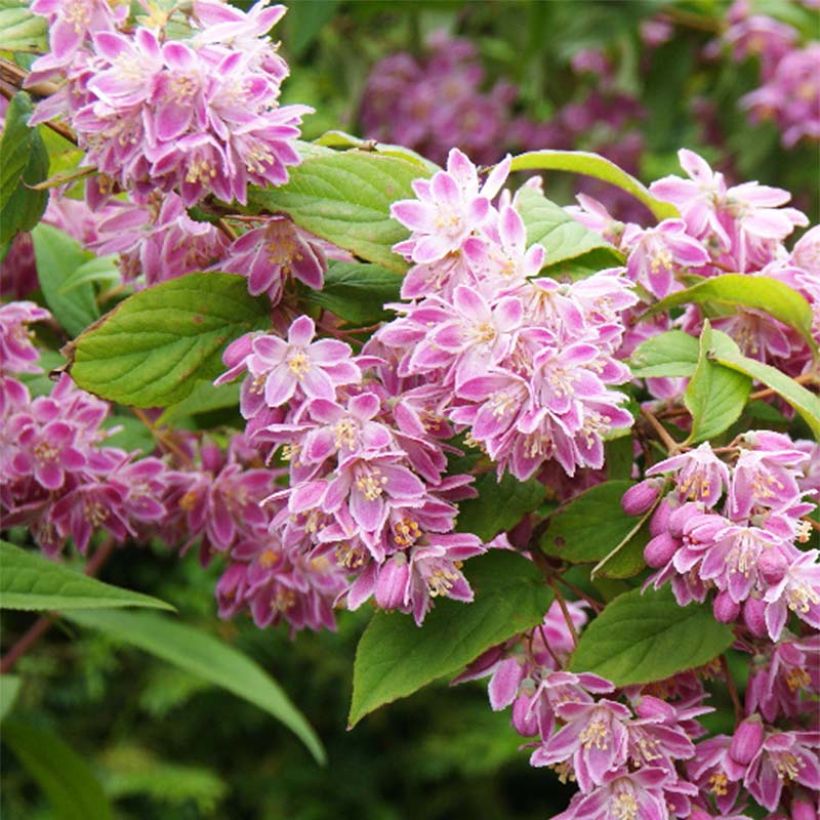 Deutzia magnifica Tourbillon Rouge (Floração)