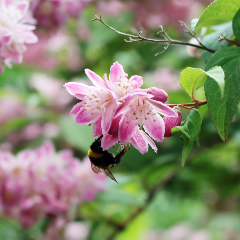 Deutzia magnifica Tourbillon Rouge (Floração)