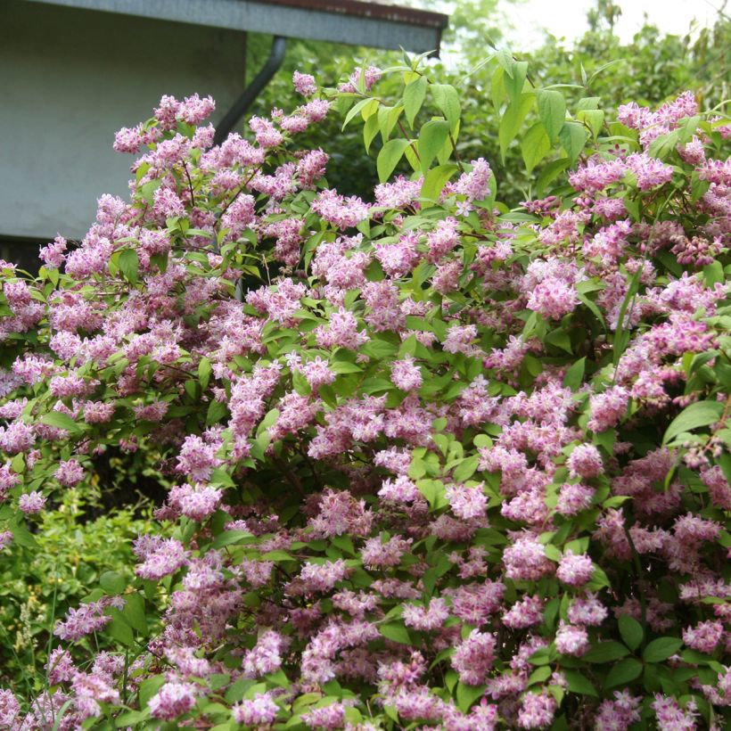 Deutzia magnifica Tourbillon Rouge (Hábito)