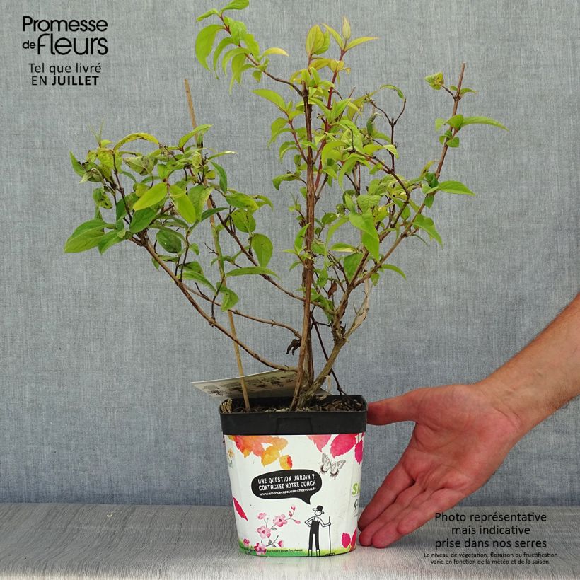 Amostra de Deutzia magnifica Tourbillon Rouge Vaso de 2 L/3 L tal como entregue no verão
