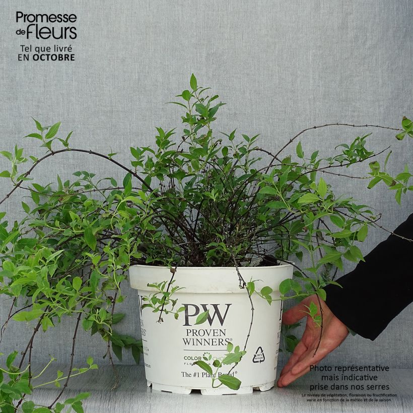 Amostra de Deutzia Yuki Cherry Blossom Vaso de 7,5 L/10 L tal como entregue no outono