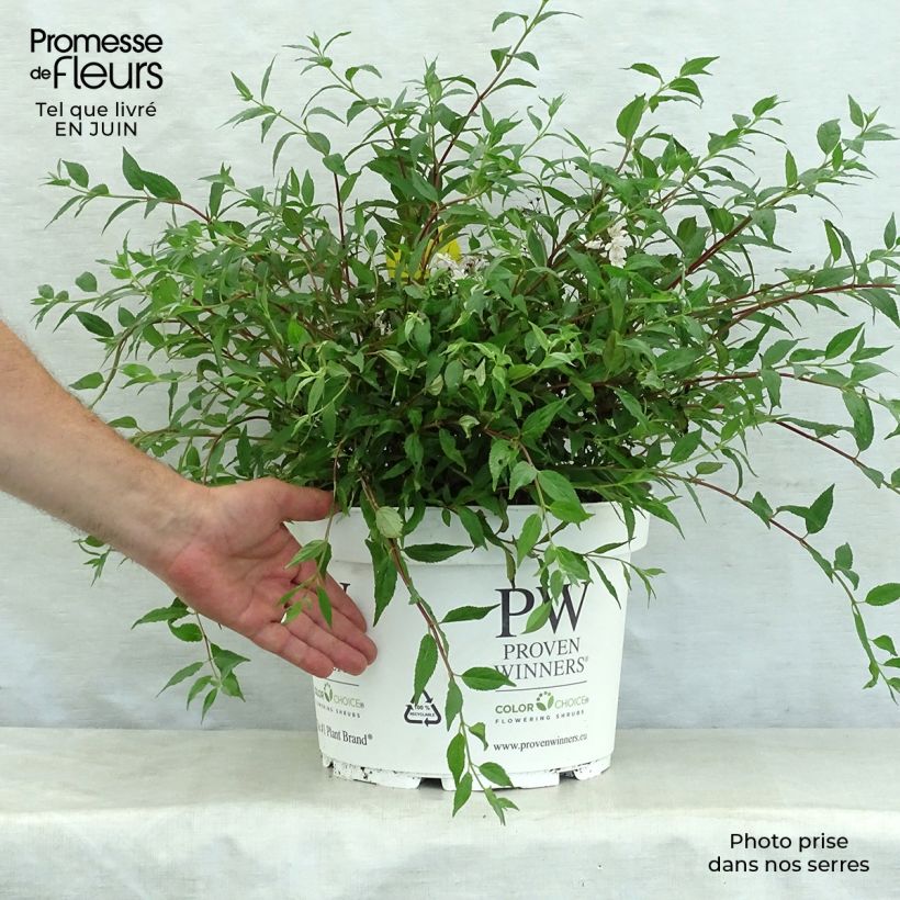 Amostra de Deutzia Yuki Cherry Blossom Vaso de 7,5 L/10 L tal como entregue no verão