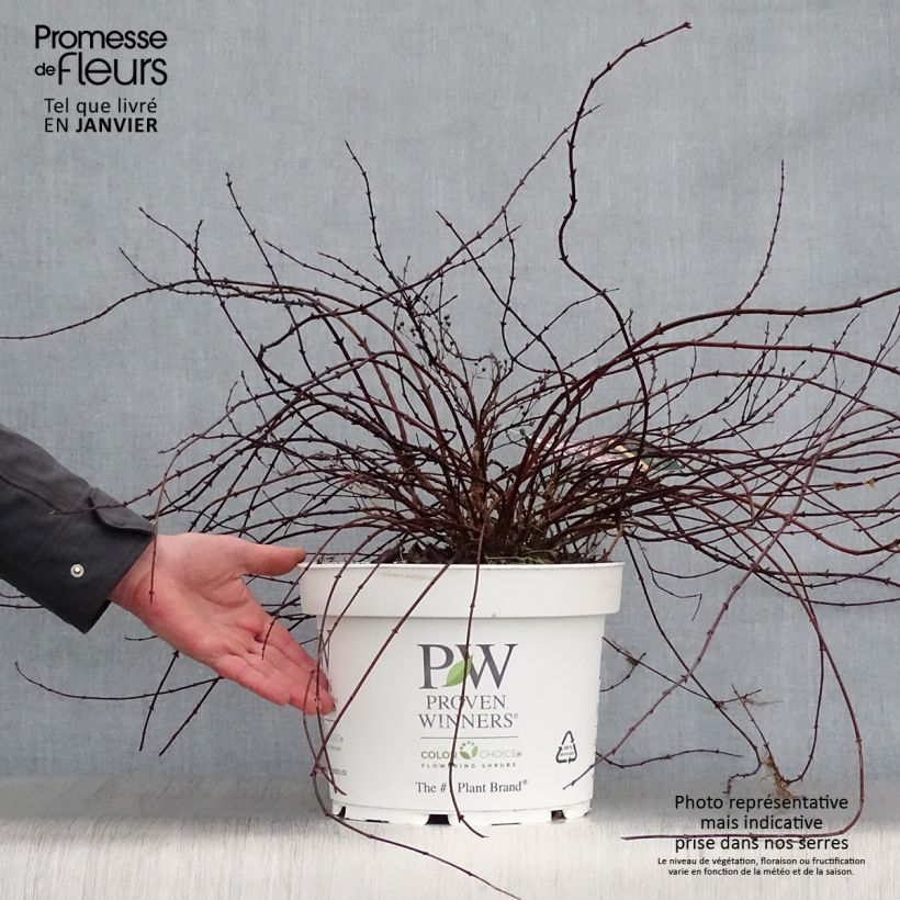 Amostra de Deutzia Yuki Cherry Blossom Vaso de 7,5 L/10 L tal como entregue no inverno