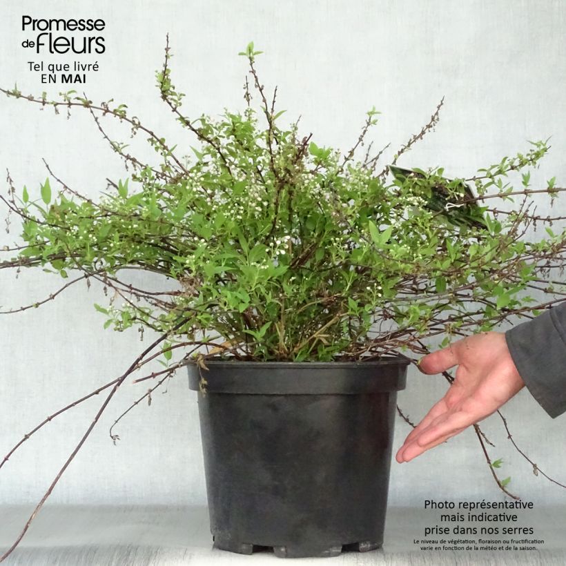 Amostra de Deutzia Yuki Cherry Blossom Vaso de 7,5 L/10 L tal como entregue na primavera