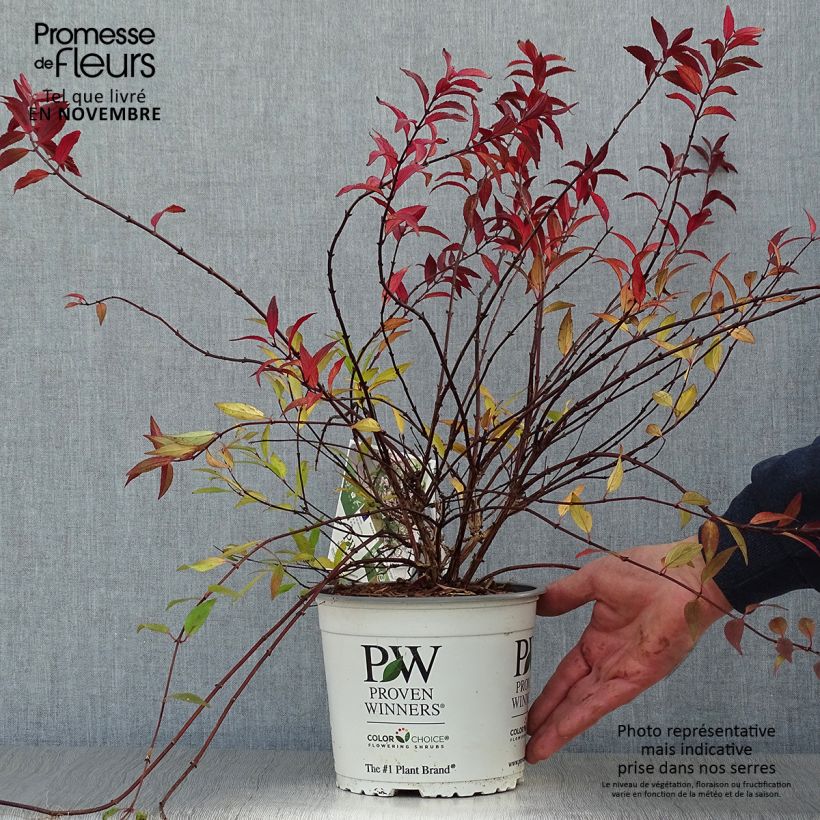 Amostra de Deutzia Yuki Cherry Blossom Vaso de 2 L/3 L tal como entregue no outono