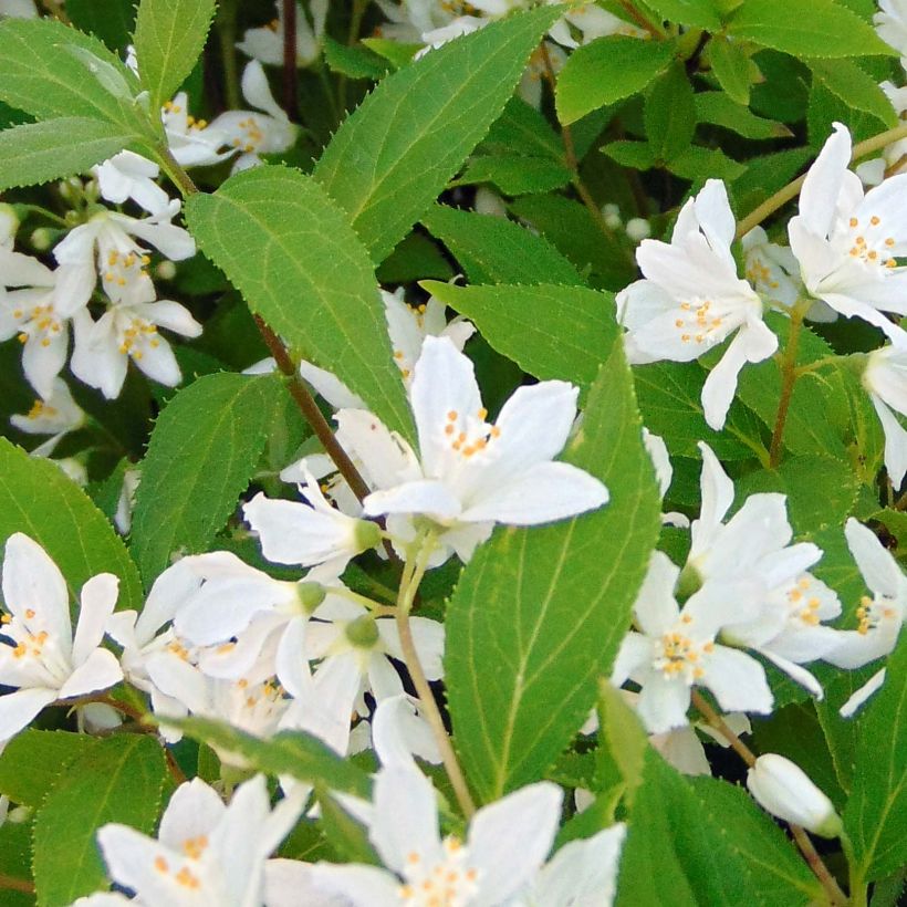 Deutzia Yuki Snowflake (Folhagem)