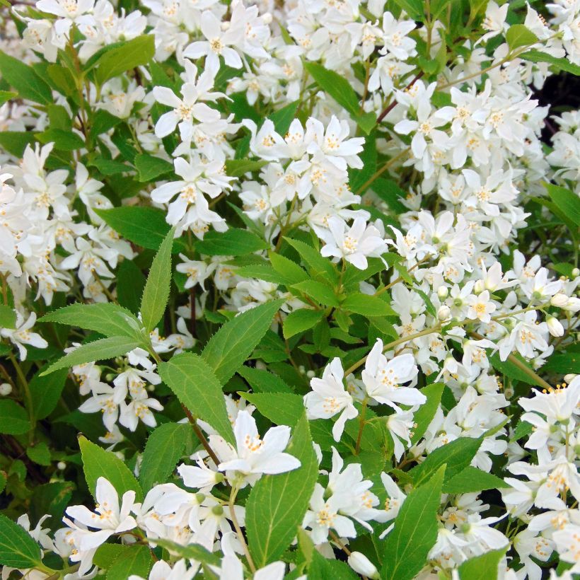 Deutzia Yuki Snowflake (Floração)