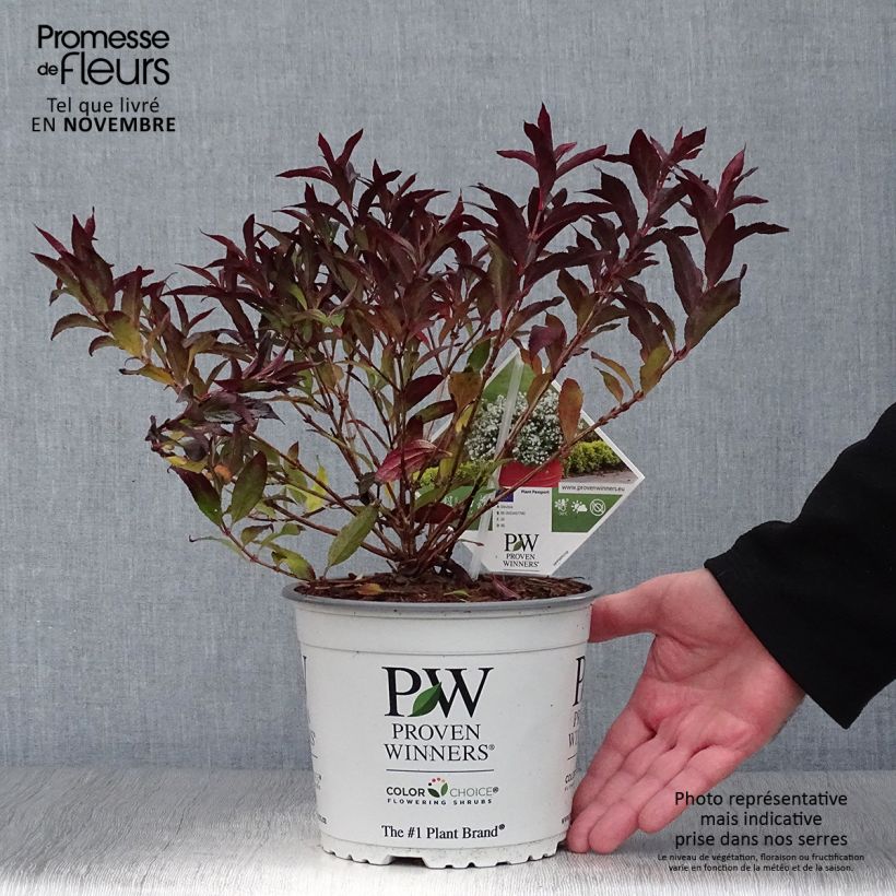 Amostra de Deutzia Yuki Snowflake Vaso de 2 L/3 L tal como entregue no outono