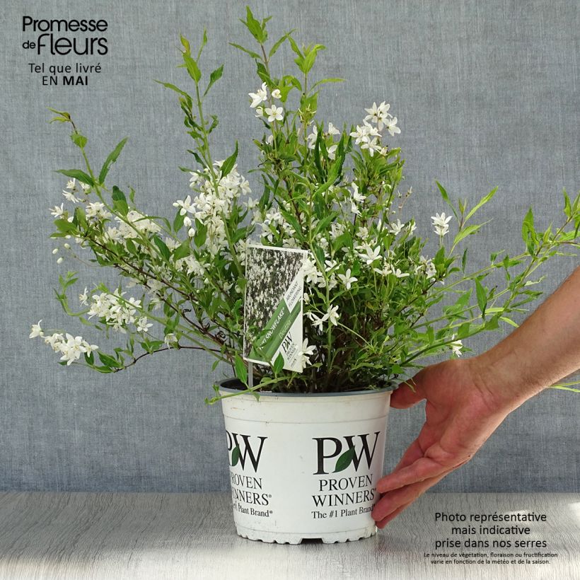 Amostra de Deutzia Yuki Snowflake Vaso de 2 L/3 L tal como entregue no verão