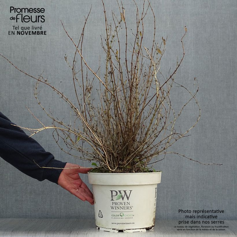 Amostra de Deutzia Yuki Snowflake Vaso de 7,5 L/10 L tal como entregue no outono