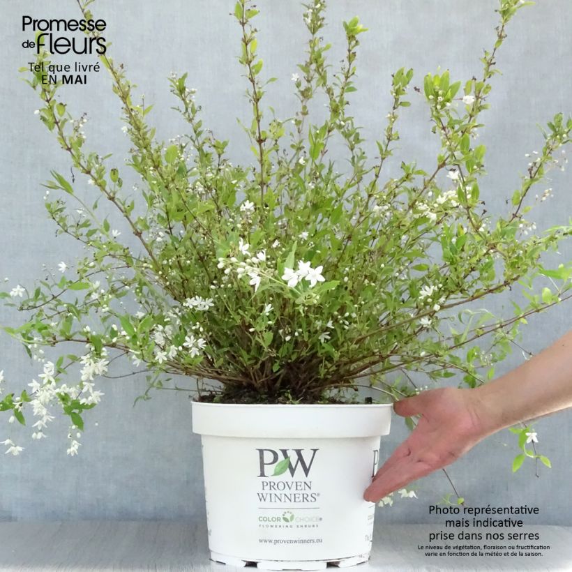 Amostra de Deutzia Yuki Snowflake Vaso de 7,5 L/10 L tal como entregue na primavera