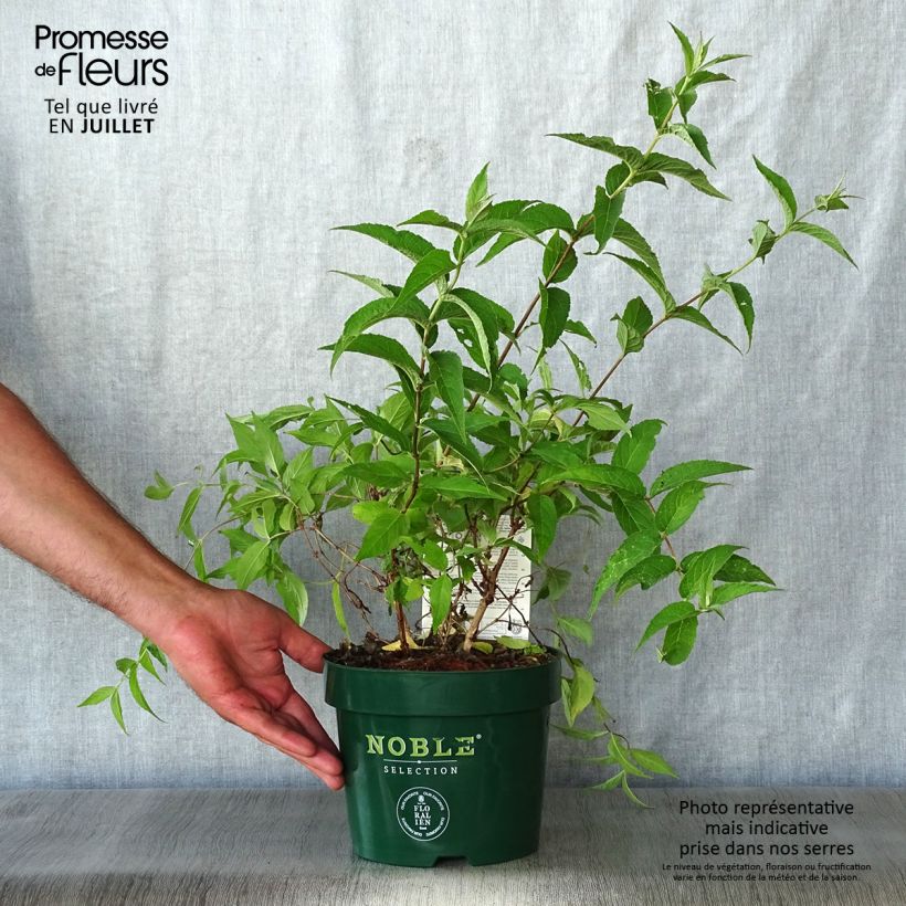 Amostra de Deutzia compacta Lavender Time Vaso de 3 L/4 L tal como entregue no verão