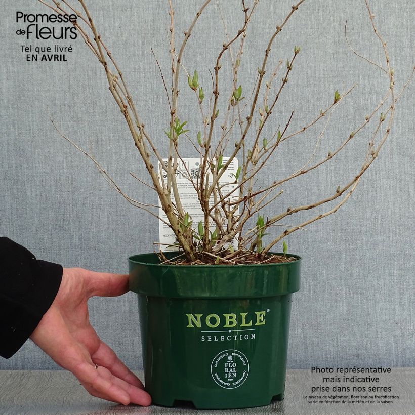 Amostra de Deutzia compacta Lavender Time Vaso de 3 L/4 L tal como entregue na primavera