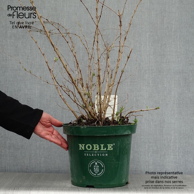 Amostra de Deutzia compacta Lavender Time Vaso de 7,5 L/10 L tal como entregue na primavera