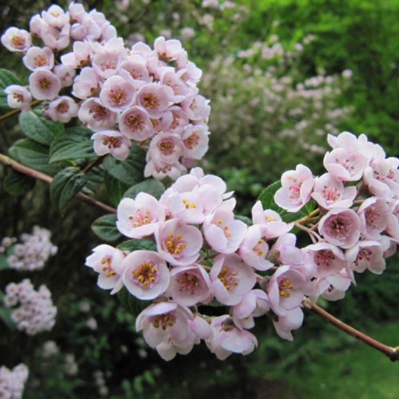 Deutzia compacta Lavender Time (Floração)