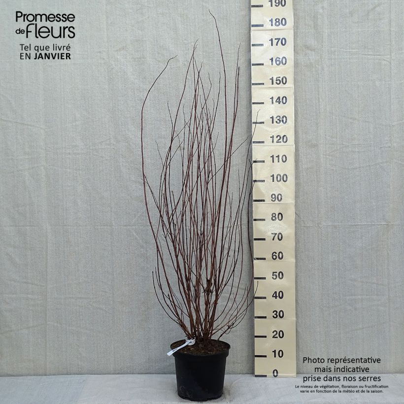 Amostra de Deutzia crenata Pride of Rochester Vaso de 7,5 L/10 L tal como entregue no inverno