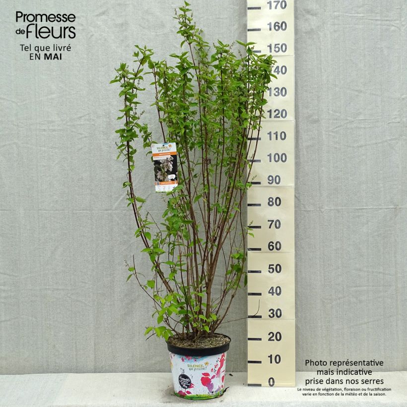 Amostra de Deutzia crenata Pride of Rochester Vaso de 7,5 L/10 L tal como entregue na primavera