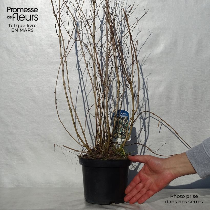 Amostra de Deutzia crenata Pride of Rochester Vaso de 2 L/3 L tal como entregue na primavera