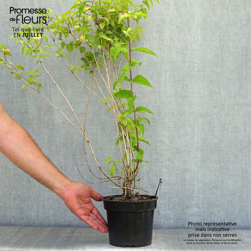 Amostra de Deutzia crenata Pride of Rochester Vaso de 2 L/3 L tal como entregue no verão