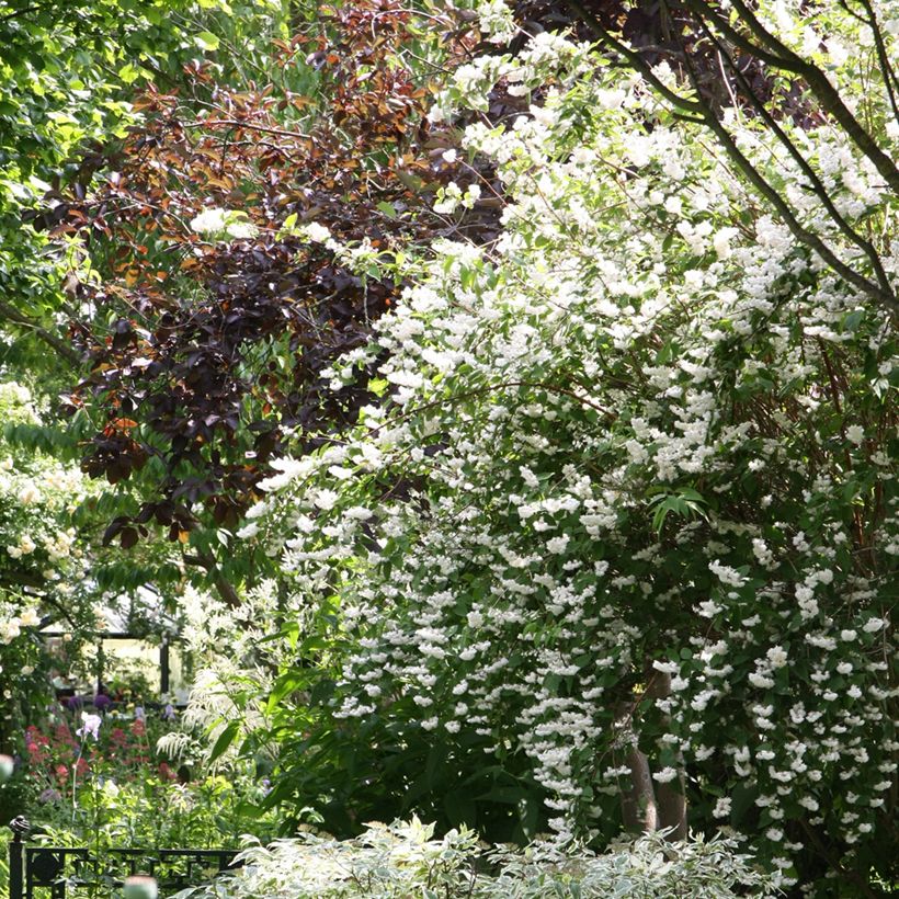 Deutzia crenata Pride of Rochester (Hábito)