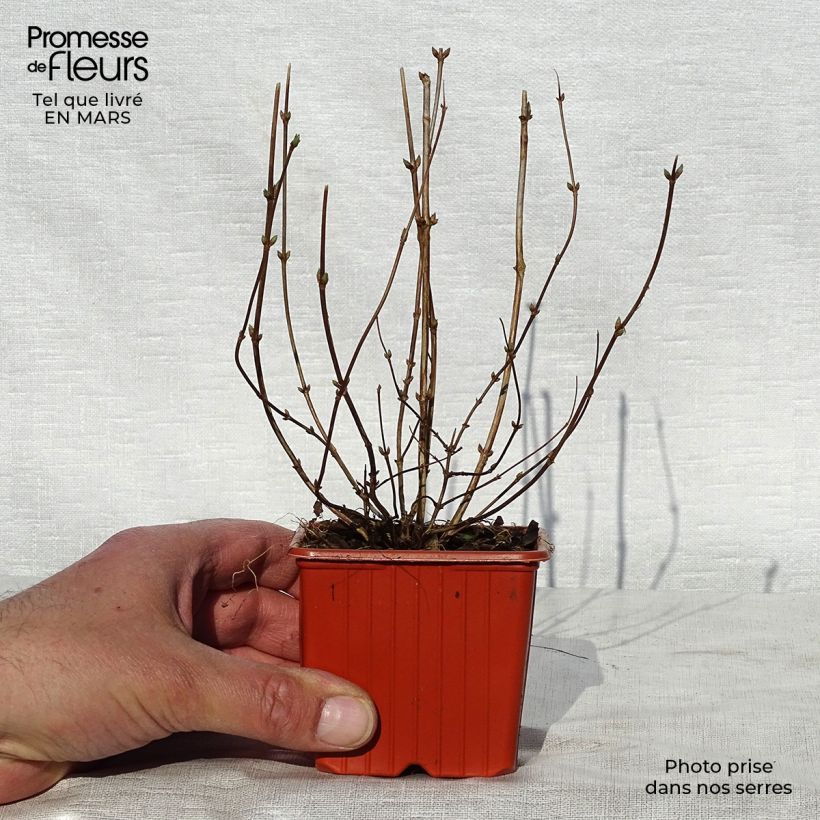 Amostra de Deutzia crenata Pride of Rochester Vaso de 8/9 cm tal como entregue na primavera