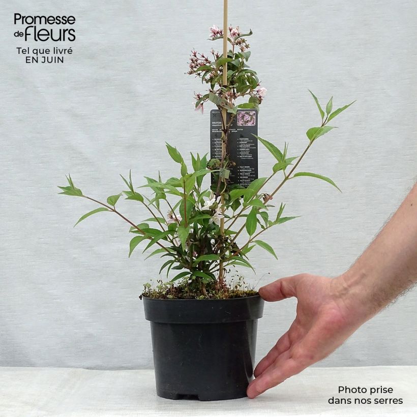 Amostra de Deutzia elegantissima Rosealind Vaso de 2 L/3 L tal como entregue no verão